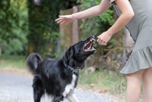 Woman with an aggressive dog that is attacking her