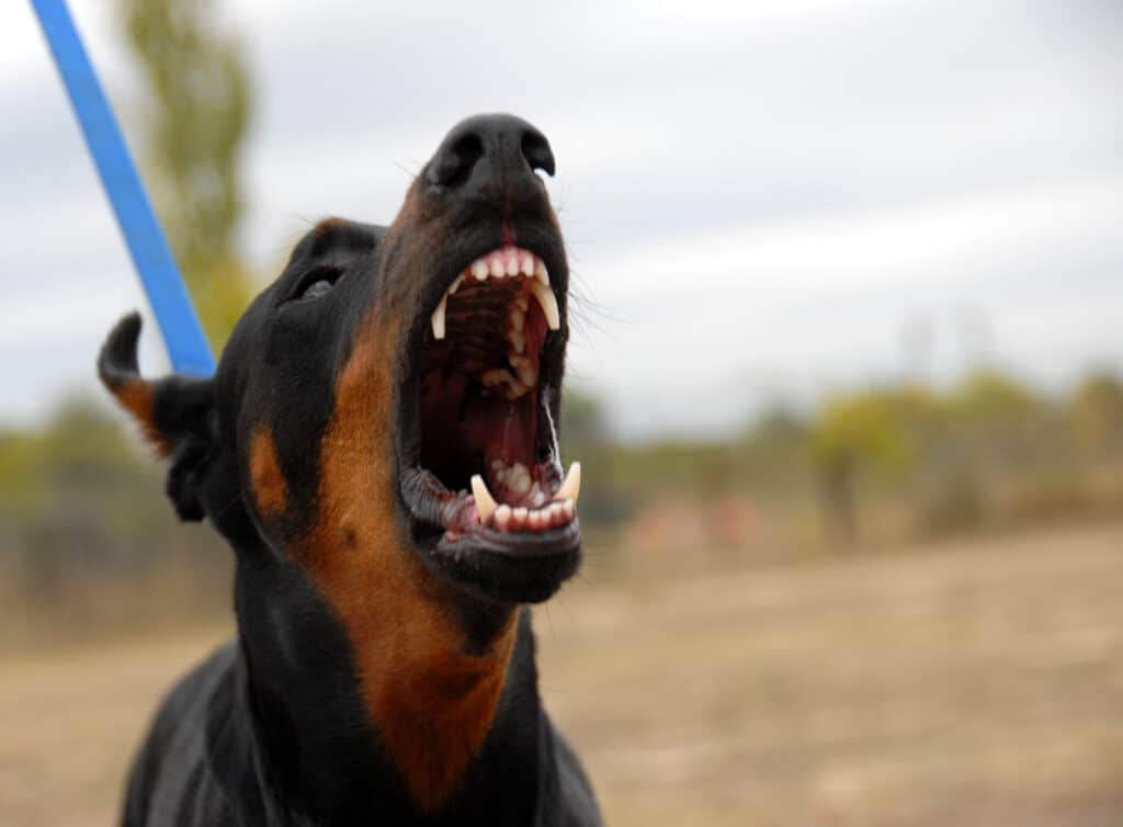 dangerous doberman Close-up of an angry dog with sharp teeth showing, potentially before a dog bite.
